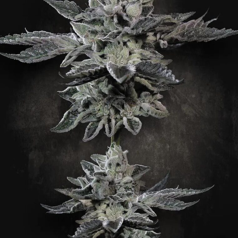 Paradise Seeds G-Force cannabis plant image 1