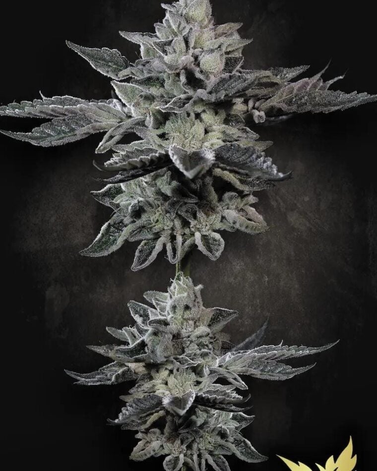 Paradise Seeds G-Force cannabis plant image 1