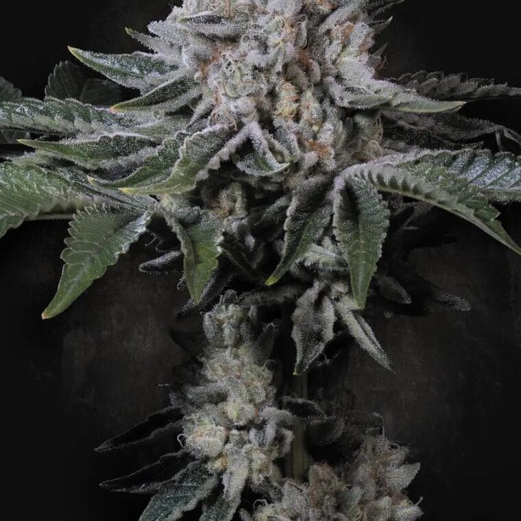 Paradise Seeds Peach Frosting cannabis plant image 1