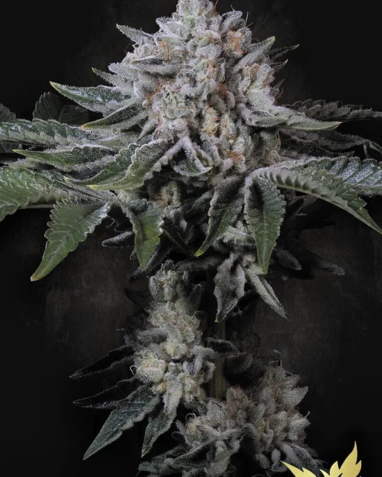 Paradise Seeds Peach Frosting cannabis plant image 1