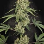 Paradise Seeds Tropical Fruit Cake cannabis plant image 1