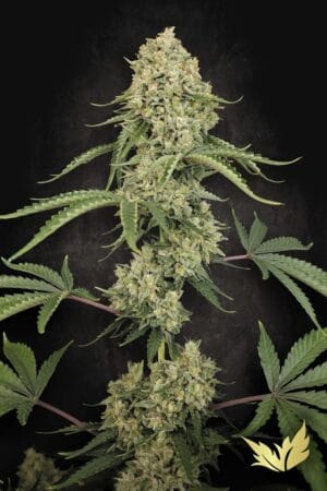 Tropical Fruit Cake