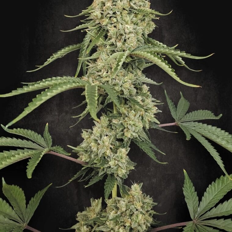 Paradise Seeds Tropical Fruit Cake cannabis plant image 1