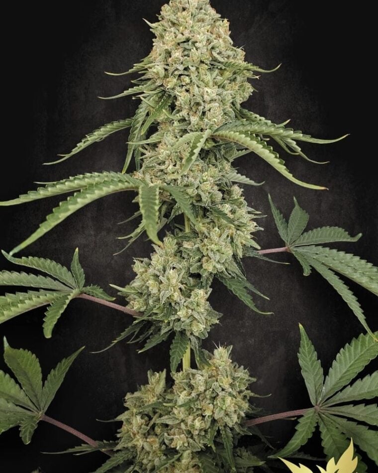 Paradise Seeds Tropical Fruit Cake cannabis plant image 1