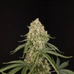 Paradise Seeds Tropical Fruit Cake cannabis plant image 2
