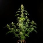 Paradise Seeds Tropical Fruit Cake cannabis plant image 3