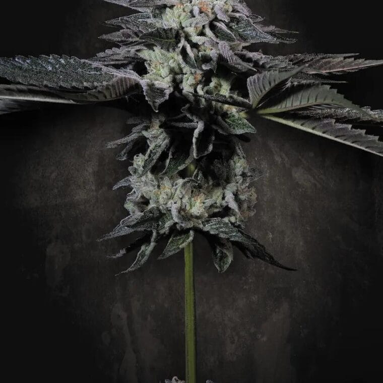 Paradise Seeds Tropicana Crush cannabis plant image 1