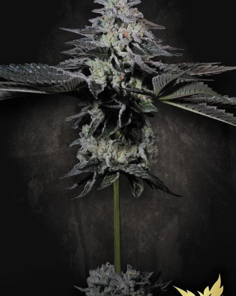 Paradise Seeds Tropicana Crush cannabis plant image 1