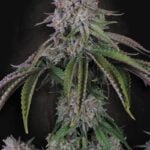 Paradise Seeds Velvet Mist cannabis plant image 1