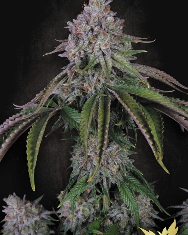 Paradise Seeds Velvet Mist cannabis plant image 1
