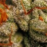 Paradise Seeds Velvet Mist cannabis plant image 2