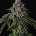 Paradise Seeds Velvet Mist cannabis plant image 3