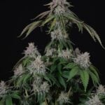 Paradise Seeds Velvet Mist cannabis plant image 4