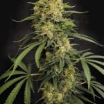 Paradise Seeds Zesty Bliss cannabis plant image 1