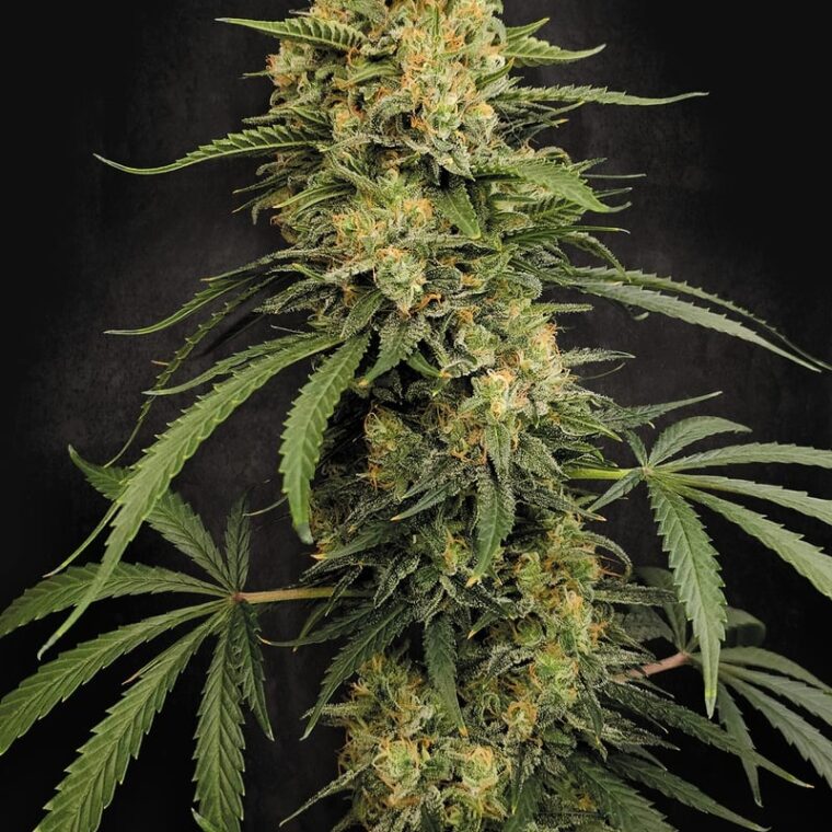 Paradise Seeds Zesty Bliss cannabis plant image 1