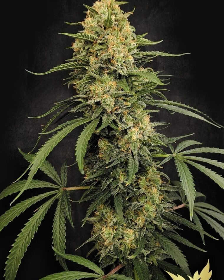 Paradise Seeds Zesty Bliss cannabis plant image 1