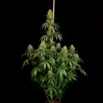 Paradise Seeds Zesty Bliss cannabis plant image 2
