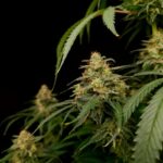 Paradise Seeds Zesty Bliss cannabis plant image 3