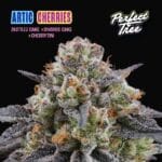 Perfect Tree Seeds Artic Cherries cannabis plant image 1