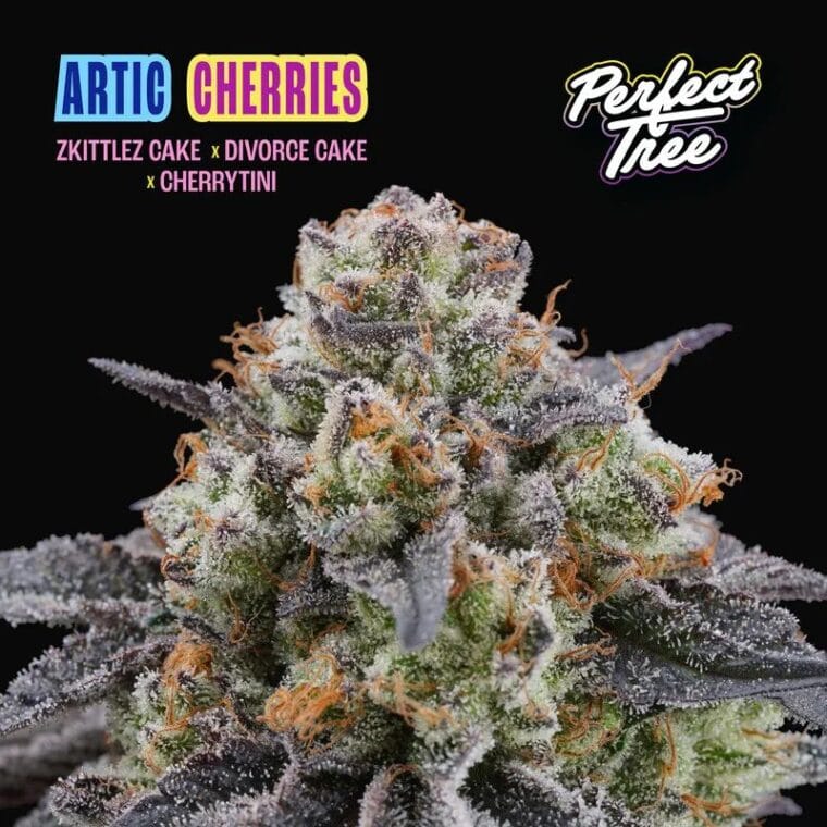 Perfect Tree Seeds Artic Cherries cannabis plant image 1