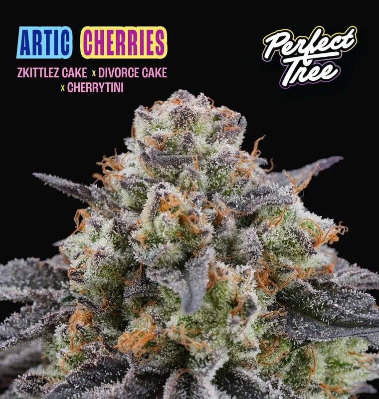 Perfect Tree Seeds Artic Cherries cannabis plant image 1