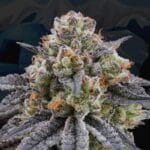 Perfect Tree Seeds Artic Cherries cannabis plant image 2