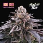 Perfect Tree Seeds Doki Doki cannabis plant image 1