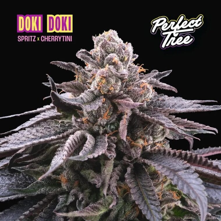 Perfect Tree Seeds Doki Doki cannabis plant image 1
