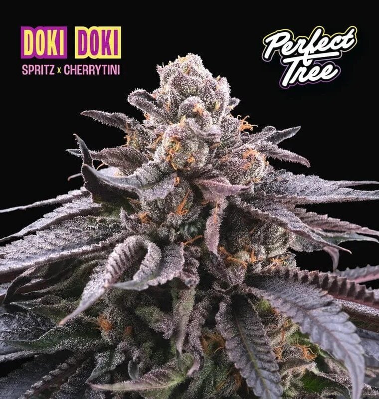 Perfect Tree Seeds Doki Doki cannabis plant image 1