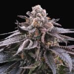 Perfect Tree Seeds Doki Doki cannabis plant image 2