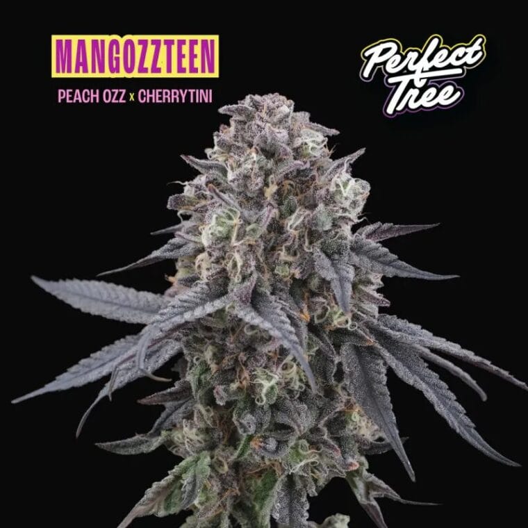 Perfect Tree Seeds Mangozzteen cannabis plant image 1