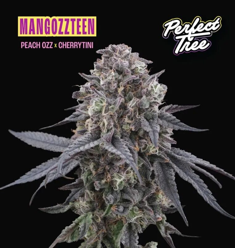 Perfect Tree Seeds Mangozzteen cannabis plant image 1