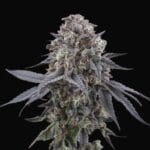 Perfect Tree Seeds Mangozzteen cannabis plant image 2