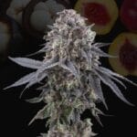 Perfect Tree Seeds Mangozzteen cannabis plant image 3
