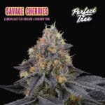 Perfect Tree Seeds Savage Cherries cannabis plant image 1