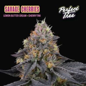 Savage Cherries