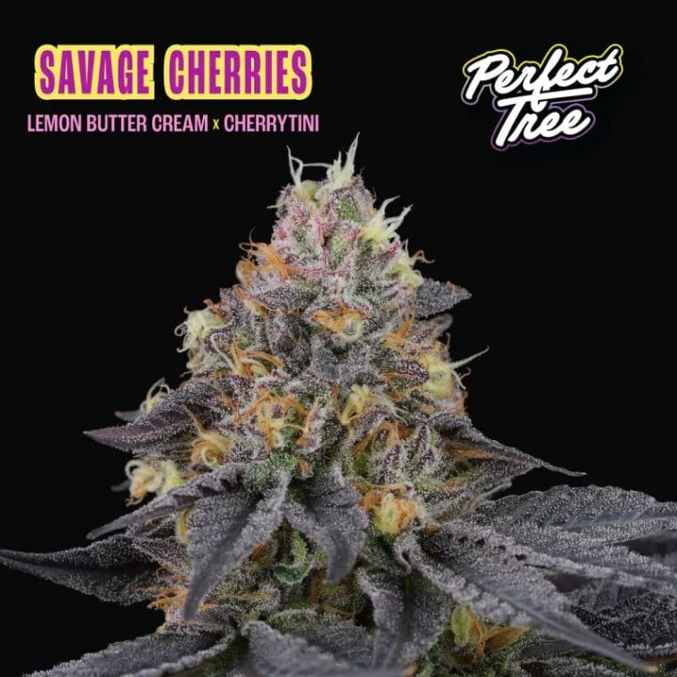 Perfect Tree Seeds Savage Cherries cannabis plant image 1