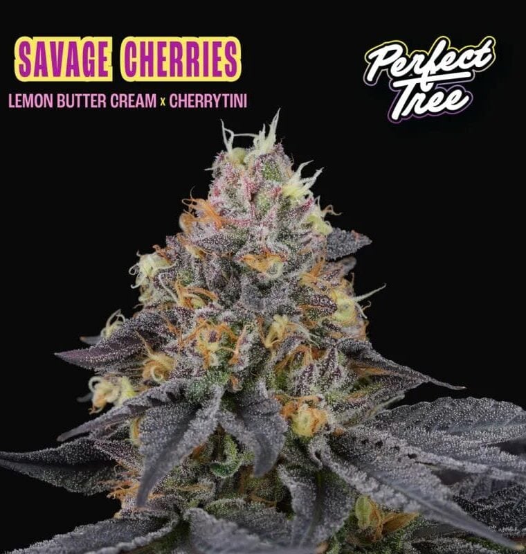 Perfect Tree Seeds Savage Cherries cannabis plant image 1