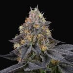 Perfect Tree Seeds Savage Cherries cannabis plant image 3