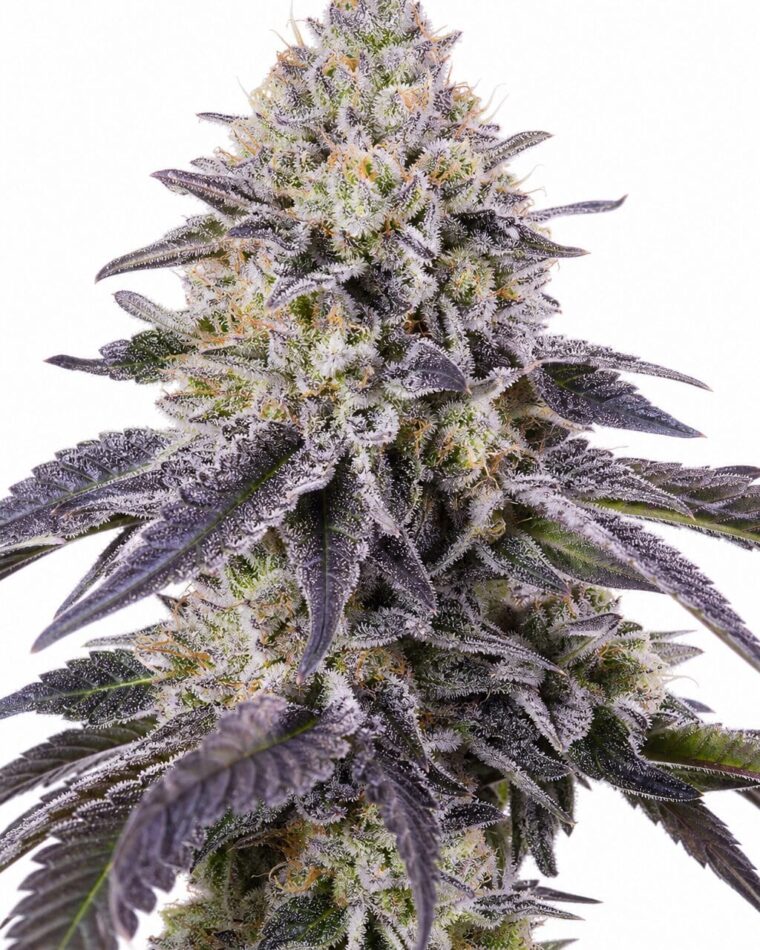 Permanent Jealousy Auto by Seed City Bulk Cannabis Seeds plant image