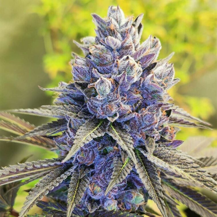 Pheno Finder Seeds After Eighths cannabis plant image 1