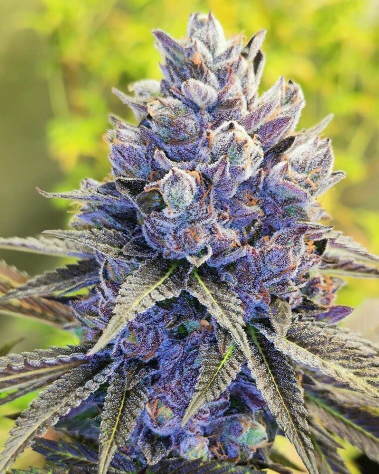 Pheno Finder Seeds After Eighths cannabis plant image 1