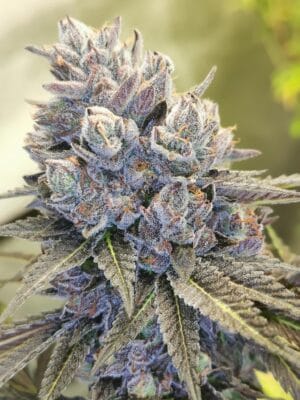 Auto Fruity Kuntz