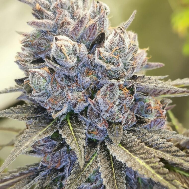 Pheno Finder Seeds Auto Fruity Kuntz cannabis plant image 1