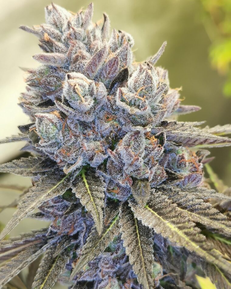 Pheno Finder Seeds Auto Fruity Kuntz cannabis plant image 1