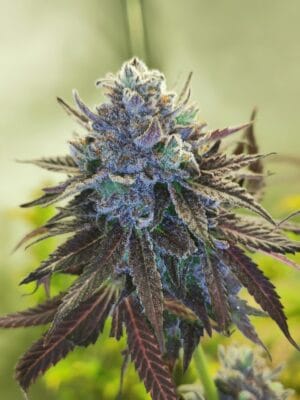 Auto Hubba Bubba