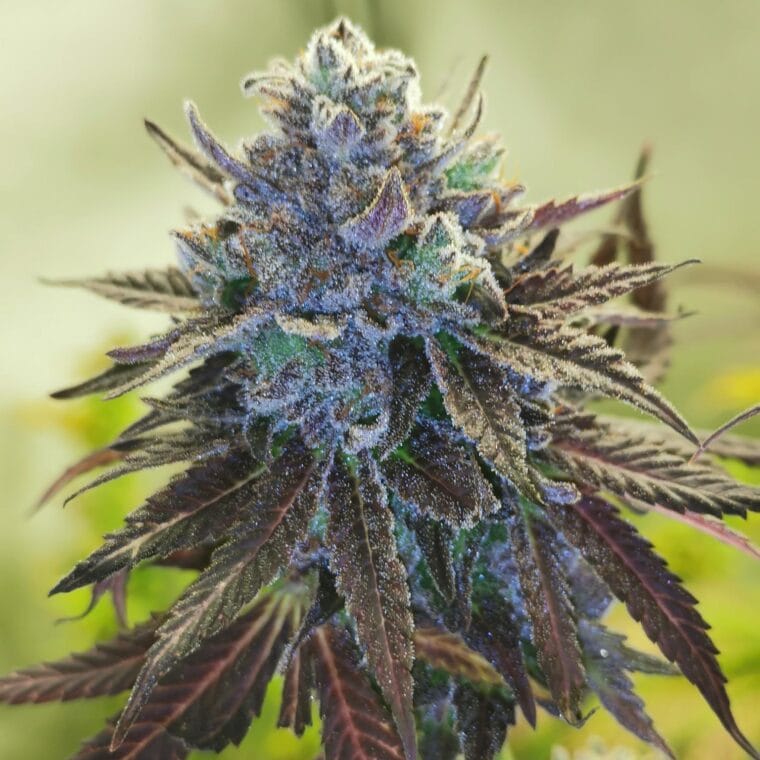 Pheno Finder Seeds Auto Hubba Bubba cannabis plant image 1