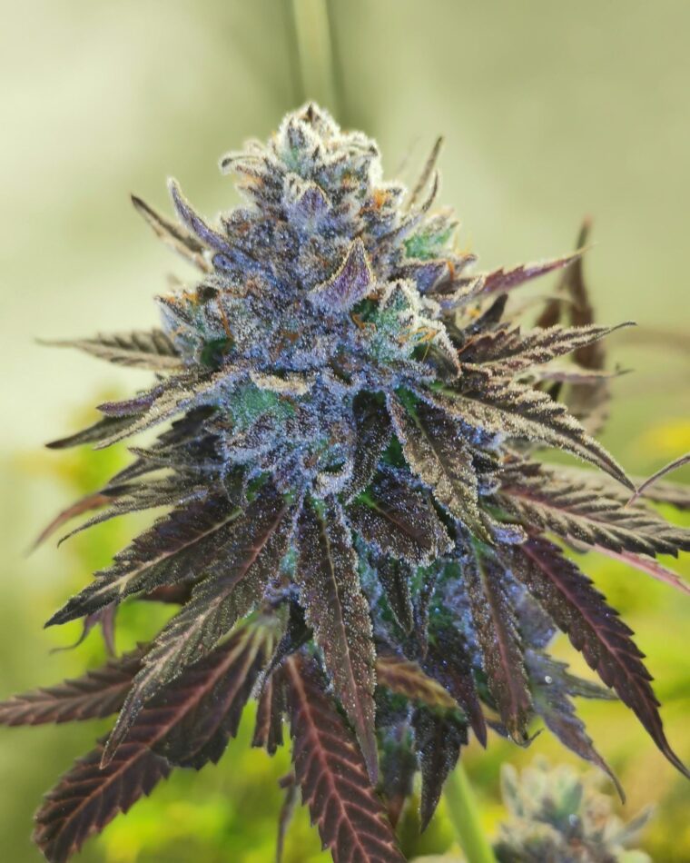 Pheno Finder Seeds Auto Hubba Bubba cannabis plant image 1