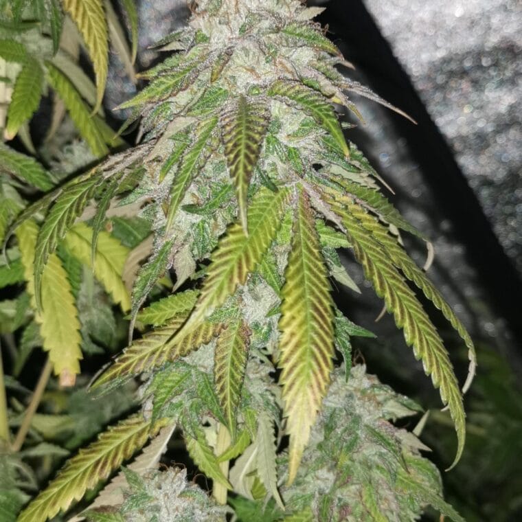 Pheno Finder Seeds Auto Pink Bubblez cannabis plant image 1