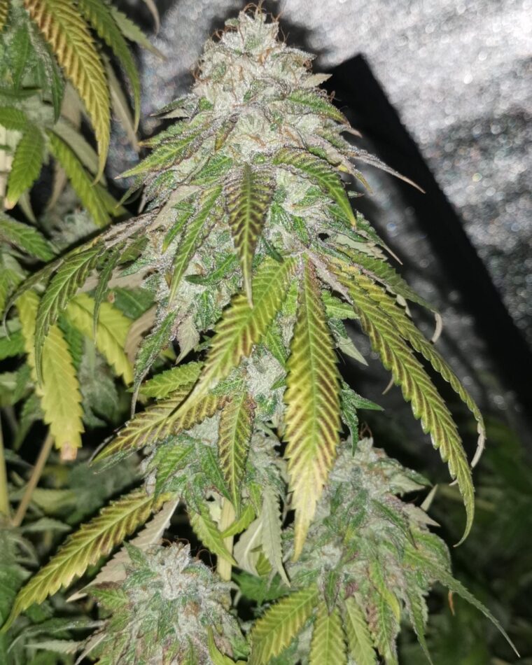 Pheno Finder Seeds Auto Pink Bubblez cannabis plant image 1